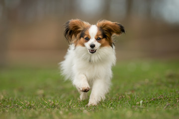 Cavalier King Charles Spaniel dog