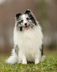 Sheltie dog