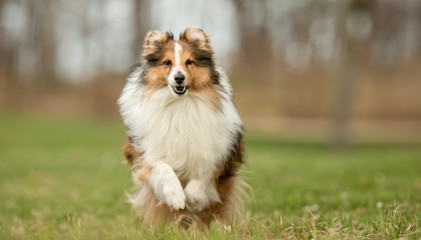 Sheltie dog