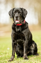 Black labrador retriever