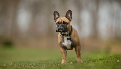 French bulldog