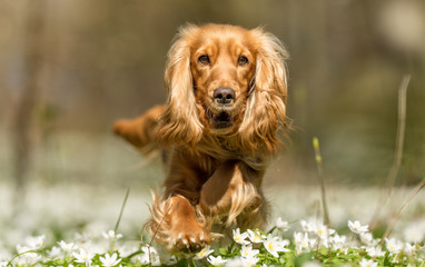 Cocker spaniel dog