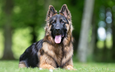 German shepherd dog