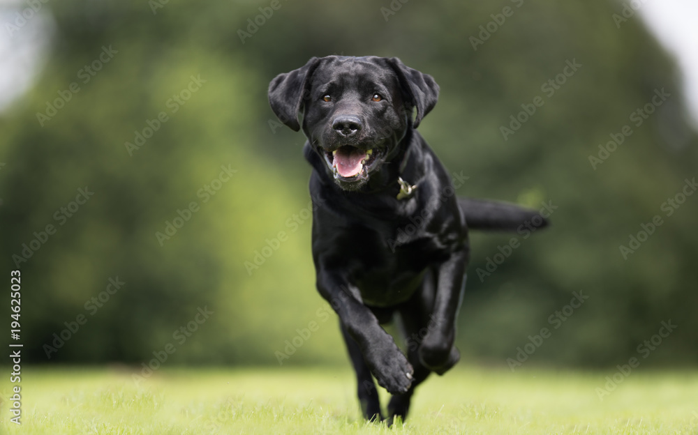 Wall mural Black labrador retriever dog