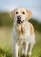 Young golden retriever dog