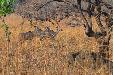 The Afrcan animals. Zambia