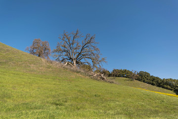 Rolling green hill, with an old oak tree, mustard wild flowers and a deep blue sky