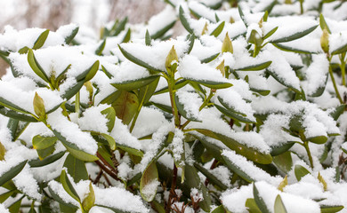 Rhododendron plant with snowy leaves
