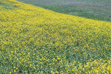 Up close shot of multiple mustard flowers, cascading down a rolling green hill