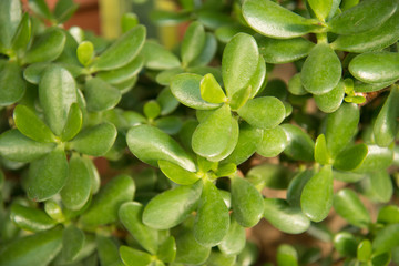 Green leafs of Crassula genus of succulent