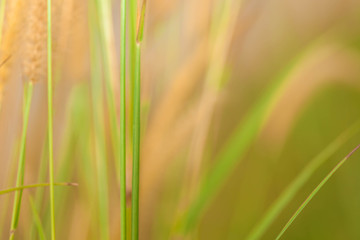 Out of focus image, blur and closeup grass flower 