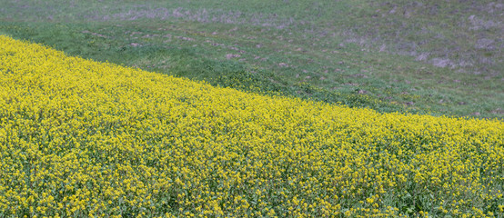 Rolling green hills and mustard flowers