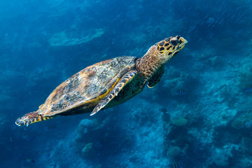 Obraz premium Meeresschildkröte hawksbill sea turtle im Meer Ozean Korallenriff hintergrund blau