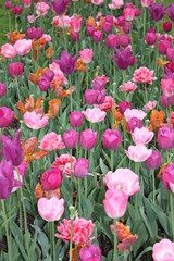 Tulpen Garten