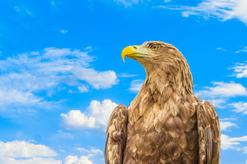 Portrait of white-tailed eagle. Orlan whitetail on a blue cloudy sky background.