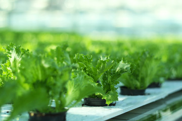 Growing vegetables in a greenhouse. Plantations of green salad.