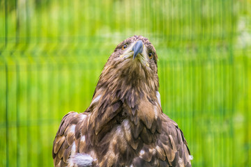 Portrait of the Steppe Eagle