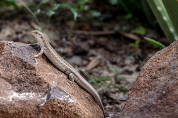 Lizard resting on a rock and absorbing the heat from the sun in Boa Vista, Cape Verde