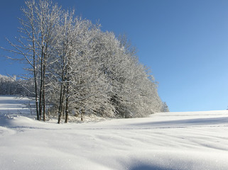 snowy trees