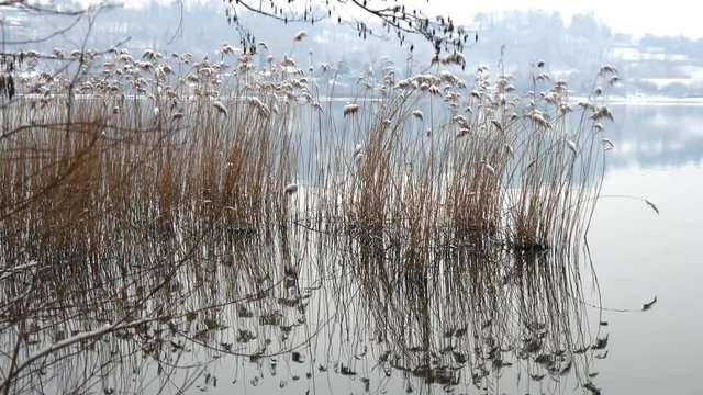 Canneto di lago in inverno