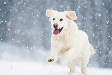 active dog in winter, breeds golden retriever