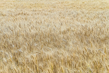 Ripe wheat ears on a field. Agricultural background with limited depth of field.