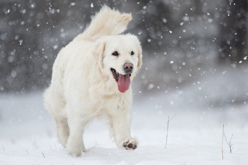 golden retriever runs outdoors on the snow