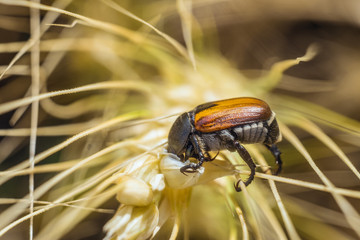 Bread Beetle eats wheat ear. Insect pest of crops Grain Beetle close-up. Selective focus with limited depth of field.