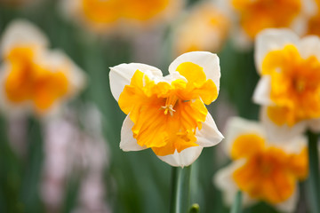 Obraz premium Blooming Daffodil Orangery close up
