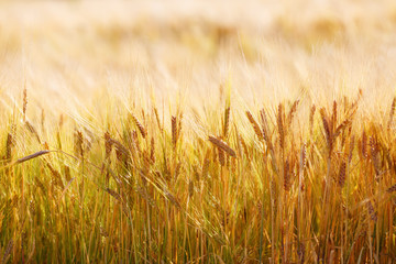 Obraz premium Bright golden ears of wheat. Close-up of wheat field. Selective focus.