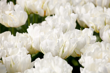 Blooming Exotic Emperor  tulips closeup