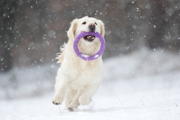 active dog in winter, breeds golden retriever