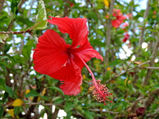 Flor de hibiscus, lindo hibiscus