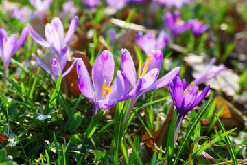 Beautiful colorful magic blooming first spring flowers purple crocus in wild nature. Selective focus, close up, copy space, horizontal.
