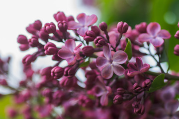 Fototapeta na wymiar Spring branch of blossoming lilac