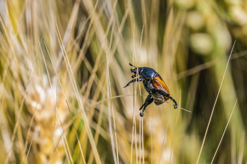 Bread Beetle on a wheat ear. Insect pest of crops Grain Beetle.