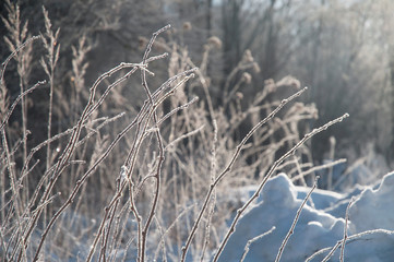 Frost covered branches