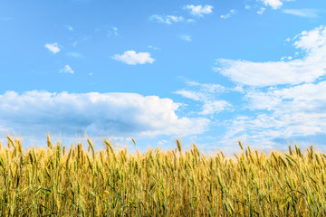 Wheat ears under the bright blue summer sunny sky