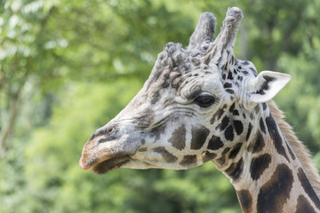 close up of a giraffe