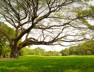 Obraz premium big tree in park