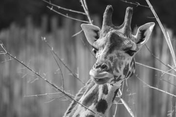 close up of a giraffe © dmdartworx