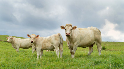A mother cow Charolais breed, with her calf in a field in the countryside. 