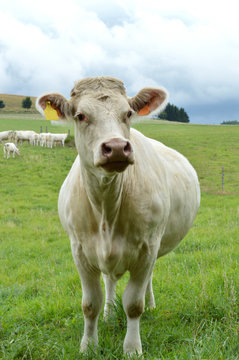 A pregnant cow of Charolais breed, in a field in the countryside. 