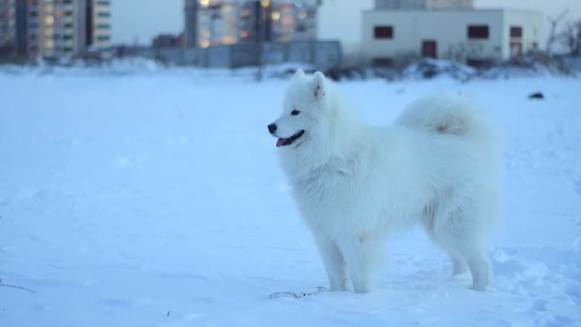 beautiful samoyed runs through the snow