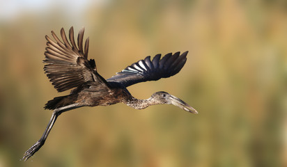African Openbill Stork in flight in the Okavango Delta Botswana. Up close and Isolated.