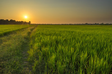Jasmine rice farm with beautiful sunset.