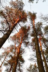 Obraz premium Looking up