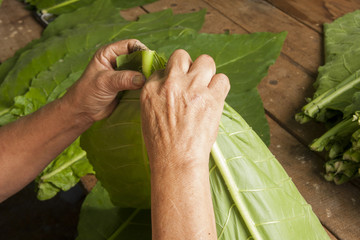 hands touching tobacco leaves