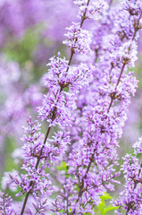 Obraz premium Spring time garden