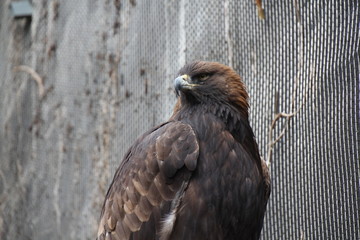 Adler